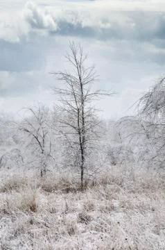 Winter landscape Stock Photos