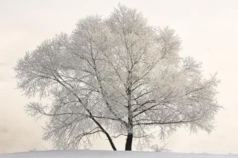 Winter landscape 스톡 사진