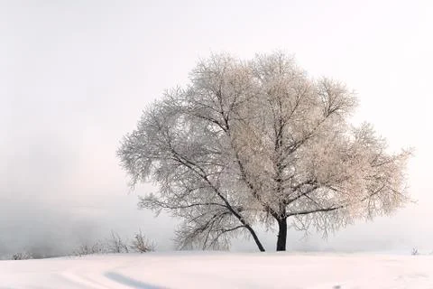 Winter landscape Foto stock