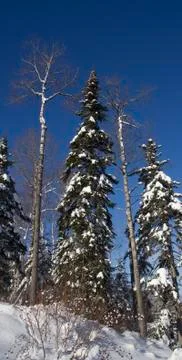 Winter landscape Stock Photos