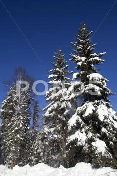 Winter landscape Stock Photos