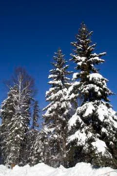 Winter landscape Stock Photos