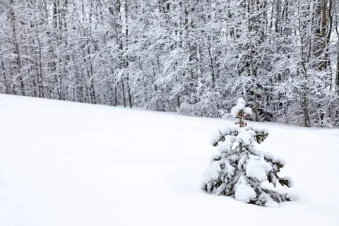 Winter landscape Stock Photos