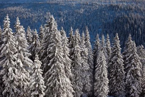 Winter landscape Stock Photos