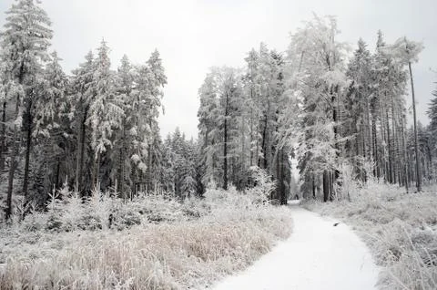 Winter landscape Foto stock