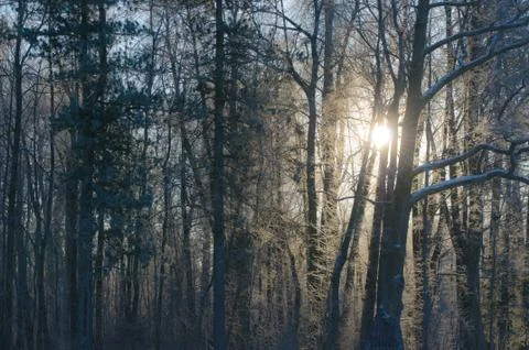 Winter landscape Stock Photos