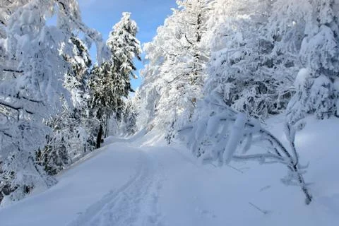 Winter landscape Stock Photos