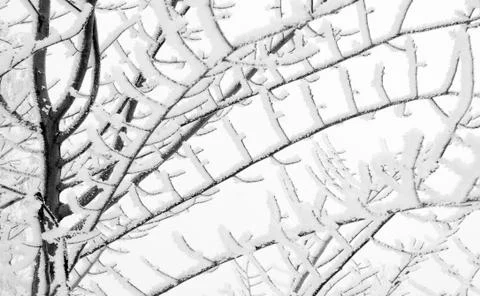 Winter landscape Foto stock