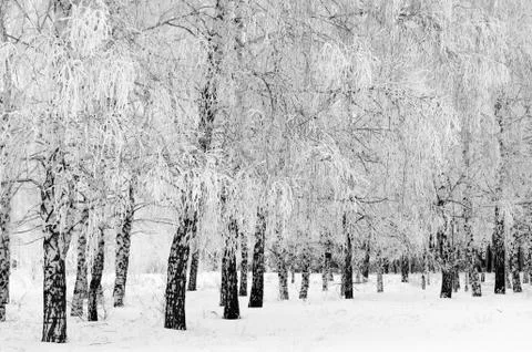 Winter landscape Stock Photos
