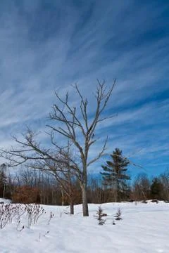 Winter landscape Stock Photos