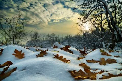 Winter landscape 스톡 사진