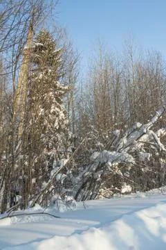 Winter landscape. 스톡 사진