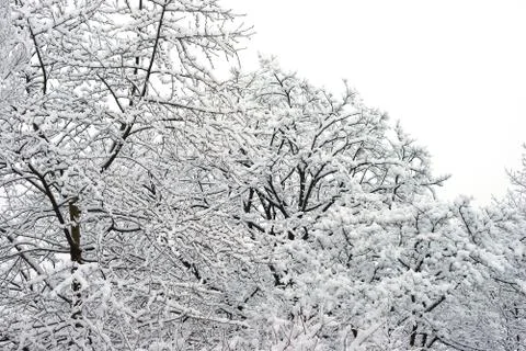 Winter landscape Stock Photos