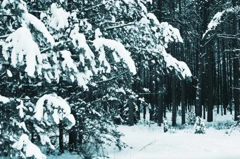 Winter landscape Stock Photos