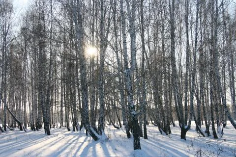 Winter landscape. Stock Photos