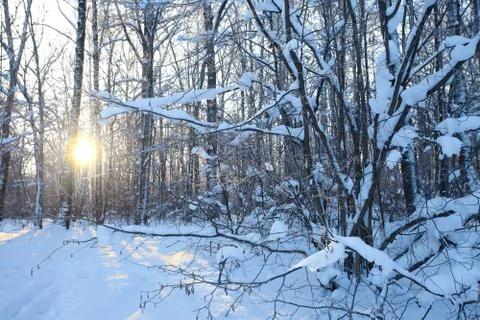Winter landscape Stock Photos