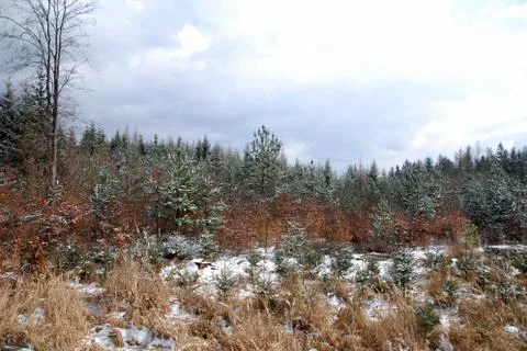 Winter landscape Stock Photos