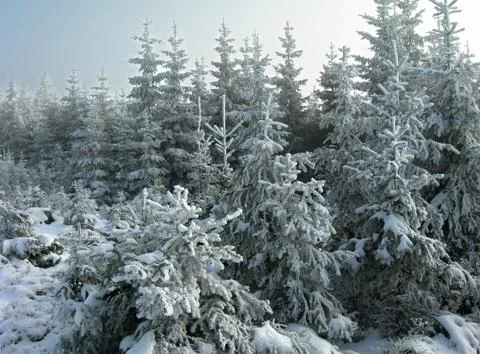 Winter landscape Stock Photos