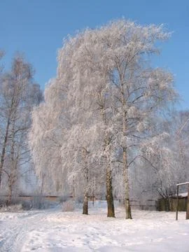 Winter landscape Stock Photos