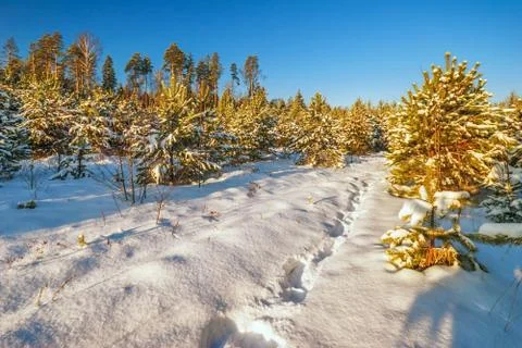 Winter landscape Stock Photos