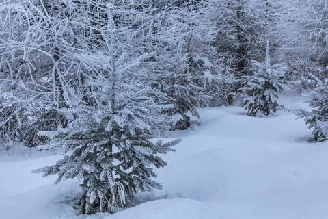 Winter landscape Stock Photos