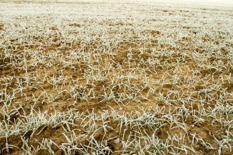 Winter landscape Stock Photos