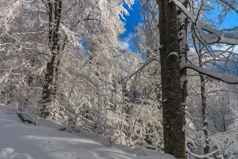 Winter landscape Stock Photos
