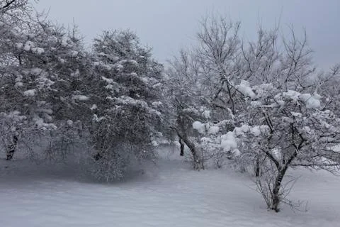 Winter landscape Stock Photos