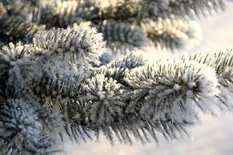 Winter landscape. Fotos Stock