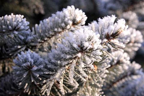 Winter landscape. 스톡 사진