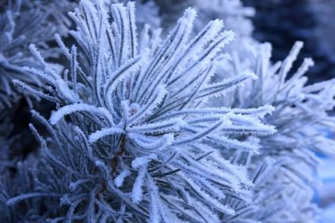 Winter landscape. 스톡 사진