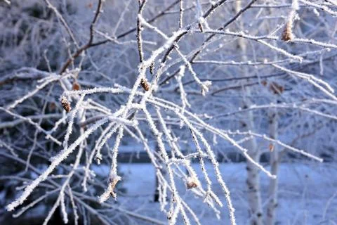 Winter landscape. Stock Photos