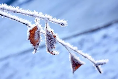 Winter landscape. Stock Photos