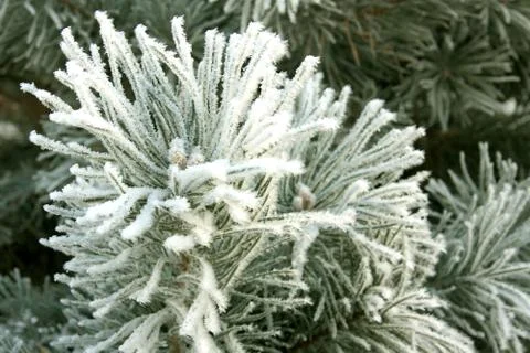 Winter landscape. Fotos Stock