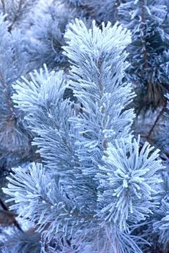 Winter landscape. 스톡 사진