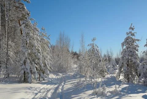 Winter landscape Stock Photos