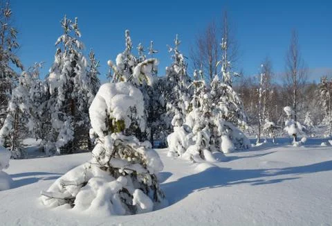 Winter landscape Stock Photos