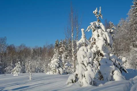 Winter landscape Stock Photos
