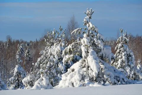 Winter landscape Stock Photos