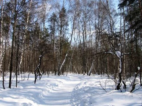 Winter landscape Stock Photos