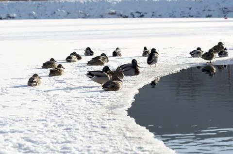 Winter landscape Stock Photos