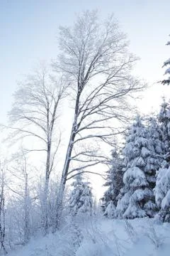 Winter landscape Stock Photos