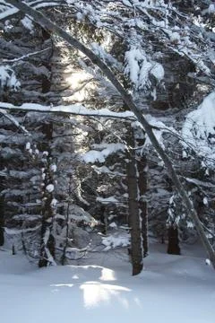 Winter landscape Stock Photos