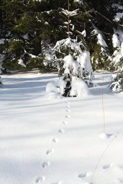 Winter landscape Stock Photos