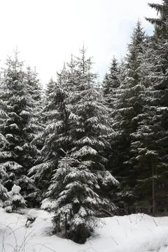 Winter landscape Stock Photos