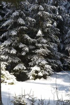 Winter landscape Stock Photos