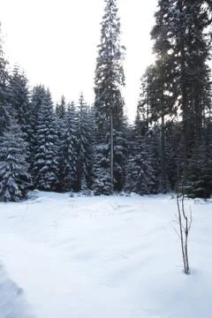 Winter landscape Stock Photos