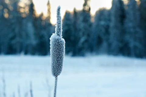 Winter landscape. Фото