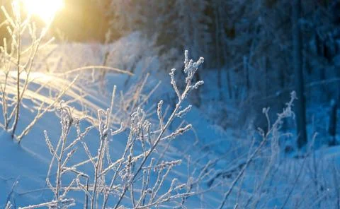 Winter landscape. Stock Photos