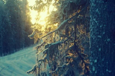 Winter landscape. Фото